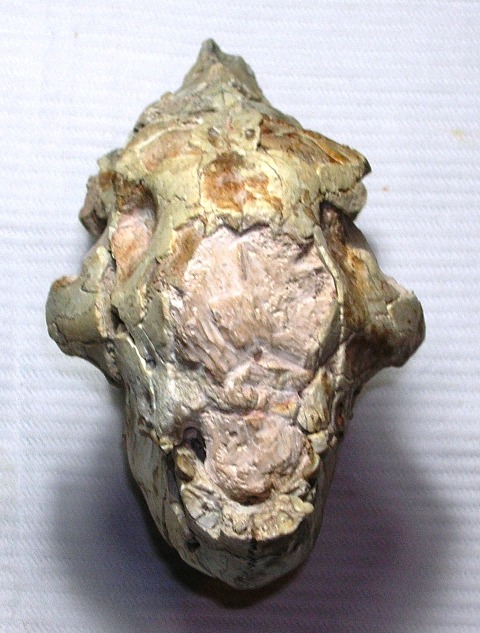 cranio fossile di ?